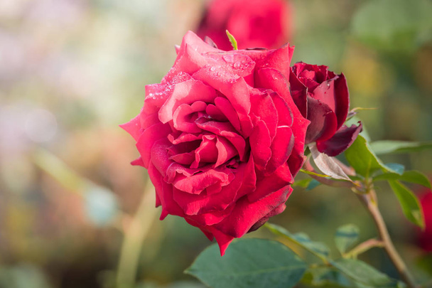 rosas no jardim  - Foto, Imagem