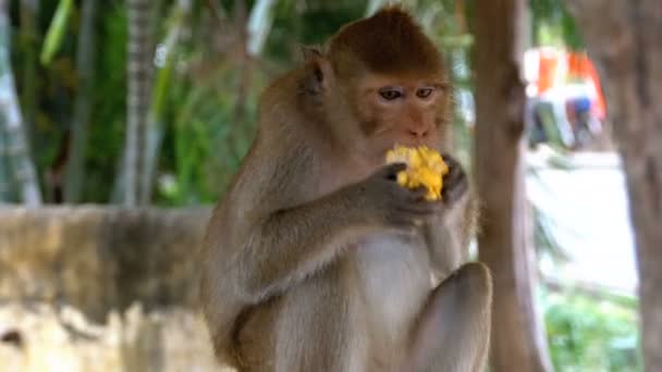 Monkey eating corn in the jungle. Thailand - Кадры, видео