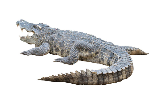 Крокодил ізольовані
 - Фото, зображення