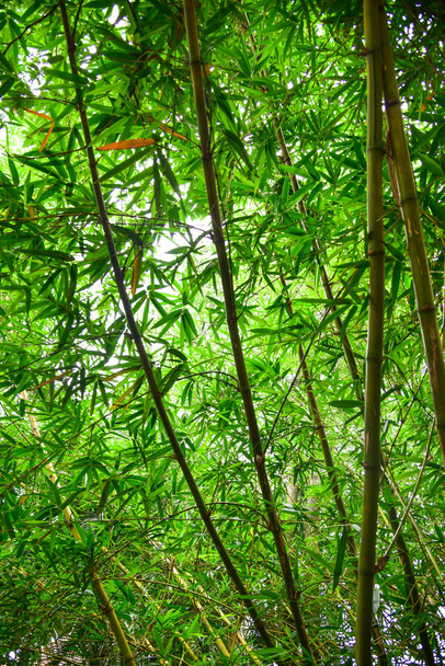 Bambu ormanı - Fotoğraf, Görsel
