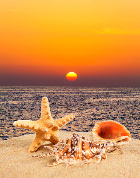 coquille de mer sur la plage de sable au coucher du soleil
 - Photo, image