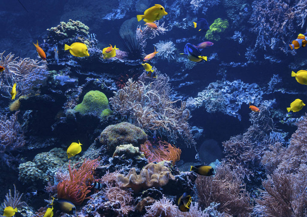 underwater background. Underwater scene. Underwater world. Under - Photo, Image