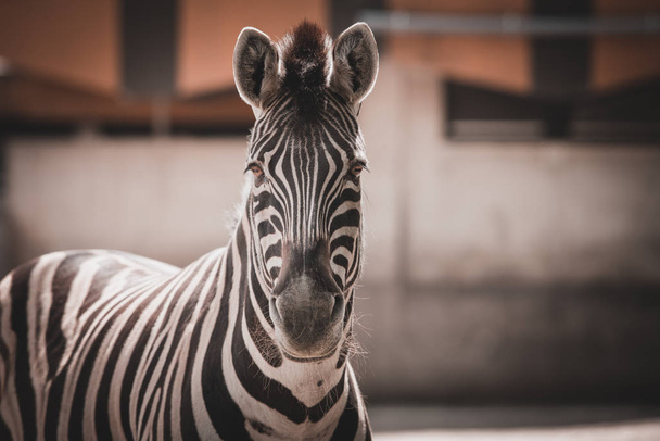 Zebra close up portrait - Photo, image