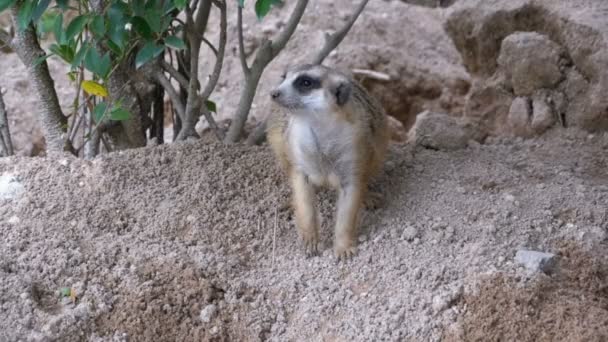 Meerkat Stands on Two Legs and Looking out for Danger. Thailand. Slow Motion - Filmagem, Vídeo