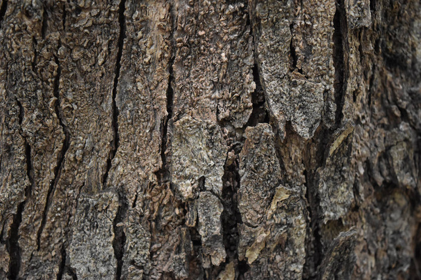 Includes various forms of Tree bark . - Zdjęcie, obraz