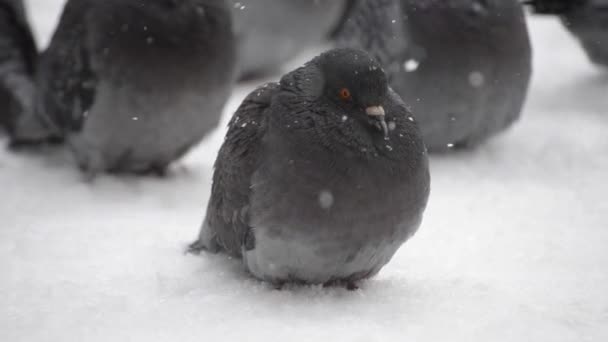 Uccelli arruffati piumaggio piumaggio piuma molto freddo crogiolarsi nel gelo
 - Filmati, video