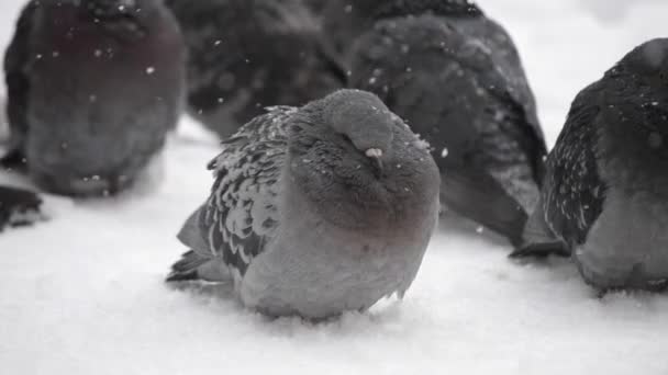 Kuşlar çok soğuk darmadağınık kuş tüyü tüy kadar fırfır yakalı frost içinde güneşlenmek - Video, Çekim