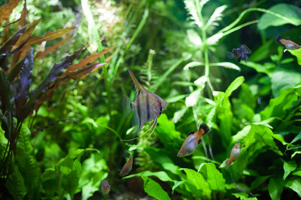 Angelfish dans l'aquarium tropical
 - Photo, image