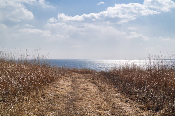 Camino al mar a través de un campo de hierba seca
 - Foto, Imagen