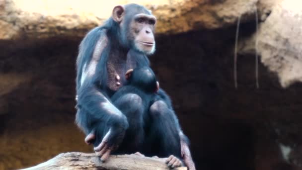 chimpanzees in the zoo - Felvétel, videó
