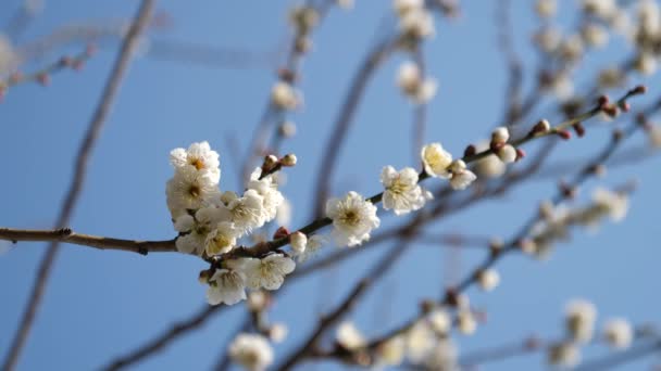 Tokyo,Japan-February 27, 2018: Ume blossom or Plum blossom, harbinger of the arrival of spring in Japan  - Πλάνα, βίντεο