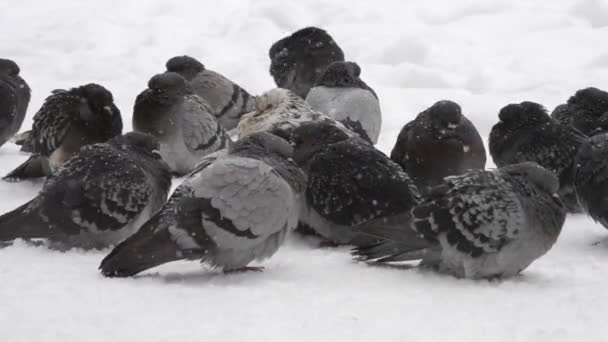 Birds ruffled up dishevelled plumage feather very cold bask in frost - Footage, Video
