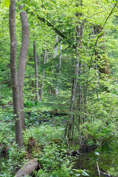 Natural swampy forest in springtime - Fotoğraf, Görsel