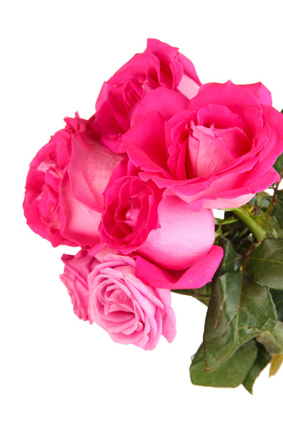 Beautiful pink roses close-up isolated on white - Photo, image