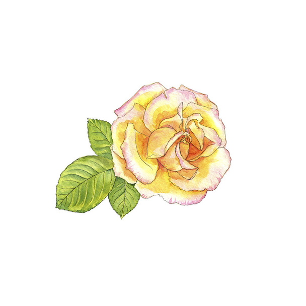 watercolor drawing rose - Foto, imagen