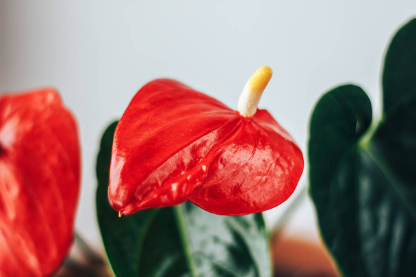 Anthurium or flamingo flower bloom at home - Photo, Image