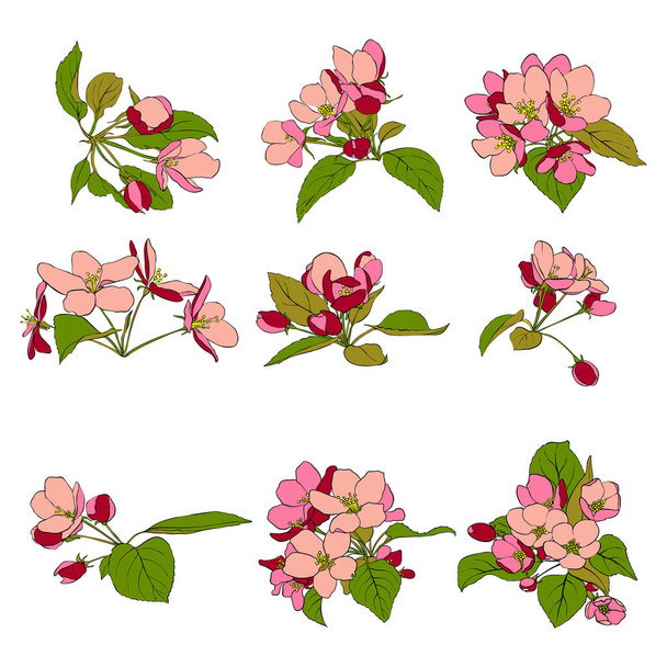 vector apple blossoms - Vector, Image