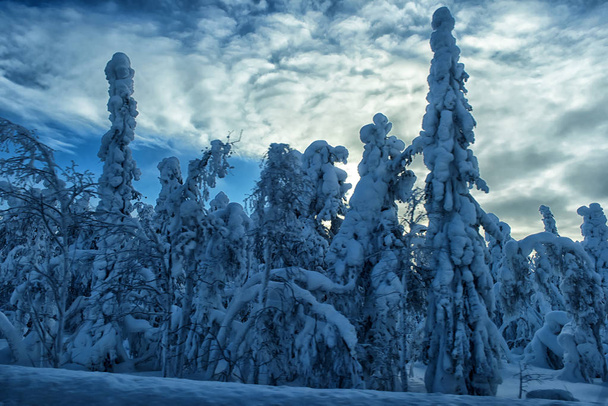 Majestic winter trees - Foto, Bild