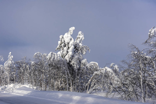 Majestic winter trees - Photo, Image