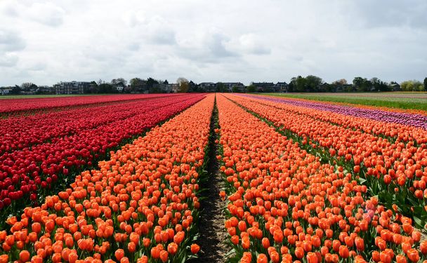 Champ de tulipes rouges et orange aux Pays-Bas au printemps
 - Photo, image