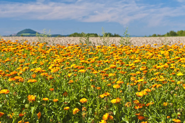 belo prado com flor colorida de flores de primavera
 - Foto, Imagem