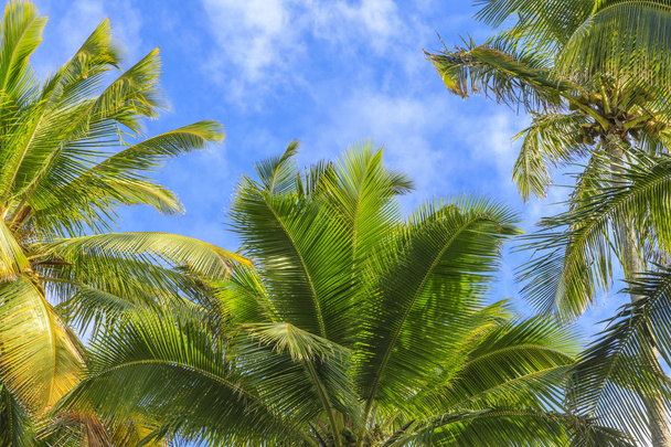 Fondo de palma de Hawaii
 - Foto, Imagen