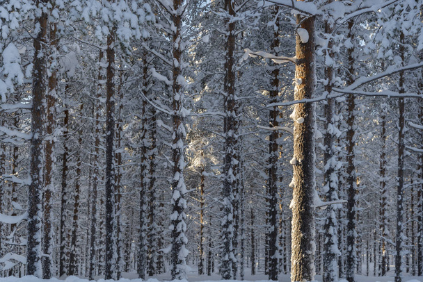 the winter in swedish Lapland - Фото, изображение