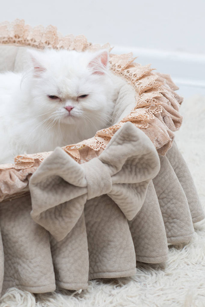 le chaton en colère blanc écossais est assis dans un panier
 - Photo, image