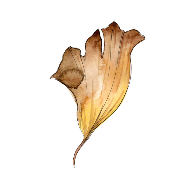 Ginkgo leaves in a watercolor style isolated. - Photo, Image