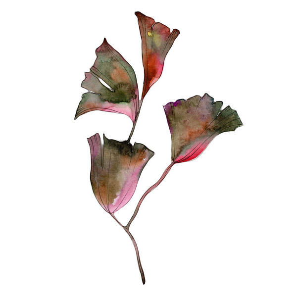 Φύλλα ginkgo σε στυλ υδροχρώματος απομονωμένες. - Φωτογραφία, εικόνα
