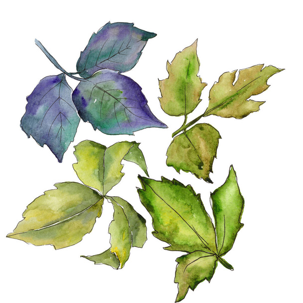 Folhas de amora em um estilo aquarela isolado
. - Foto, Imagem