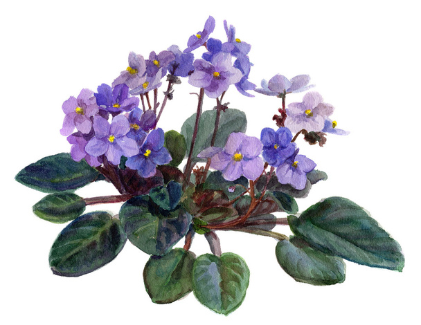 Beautiful violet flowers - Фото, изображение