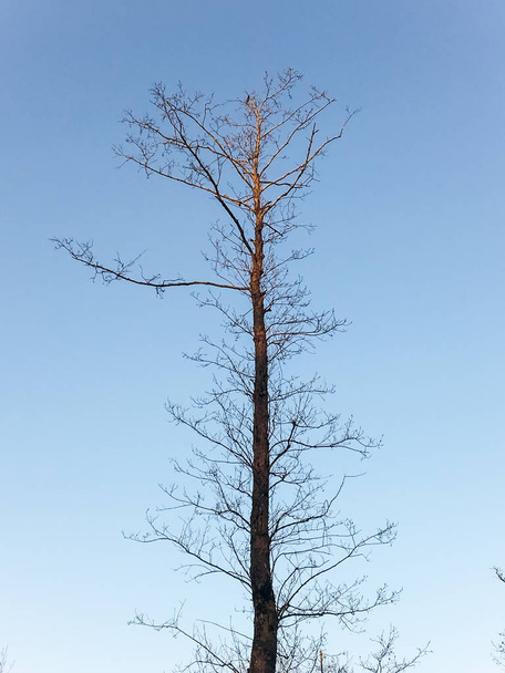 dry tree with bark in park in spring on background of blue sky - Φωτογραφία, εικόνα