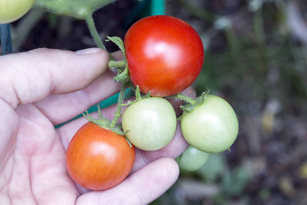 Органические помидоры без гмо
 - Фото, изображение