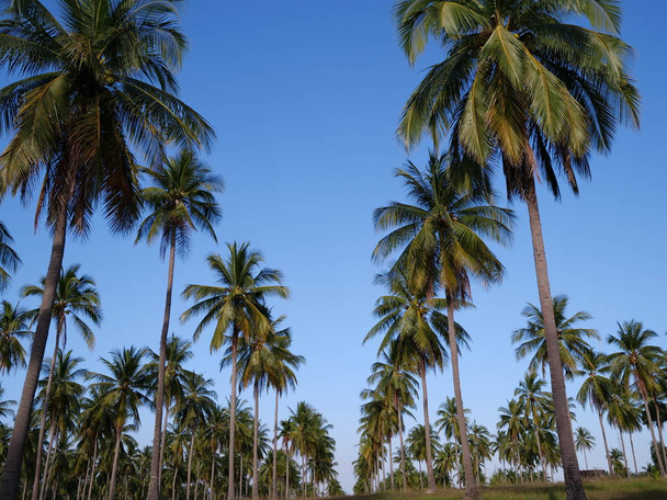 Palm trees over blue sky background. Sunny tropical summer holiday day concept - Zdjęcie, obraz