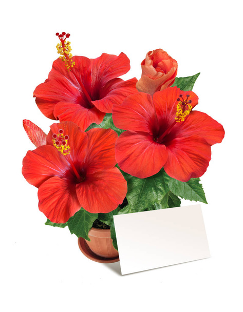 горщики червоні квіти гібіскуса з блан для привітань
 - Фото, зображення