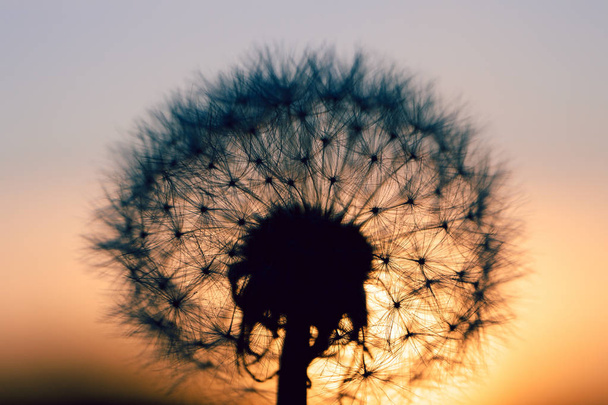 zbliżenie Dandelion streszczenie kolor w zachód słońca - Zdjęcie, obraz