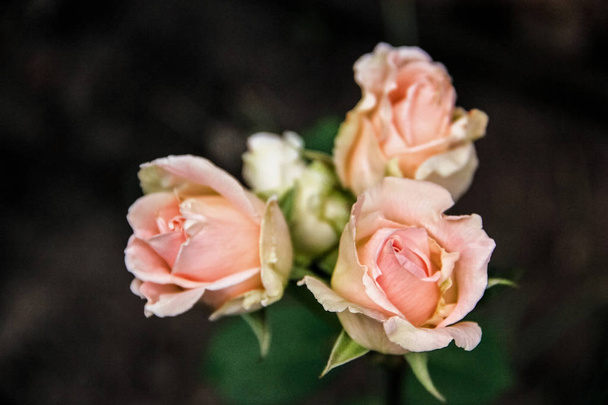 Três botões de rosas suavemente rosa
 - Foto, Imagem