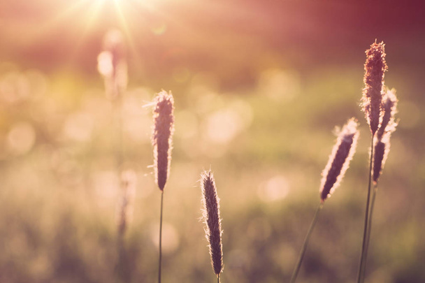 весенний фон с травой на лугу
 - Фото, изображение