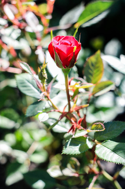 φωτεινό κόκκινο μικρό τριαντάφυλλο που αναπτύσσεται σε ένα πράσινο θάμνο - Φωτογραφία, εικόνα