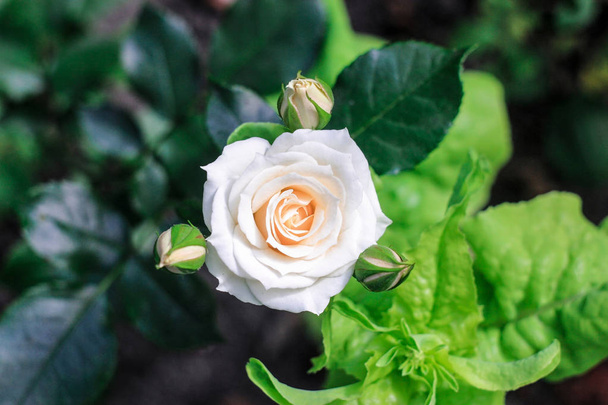 one large rose and three small buds of a white rose blossom with dark and light green leaves - Photo, Image