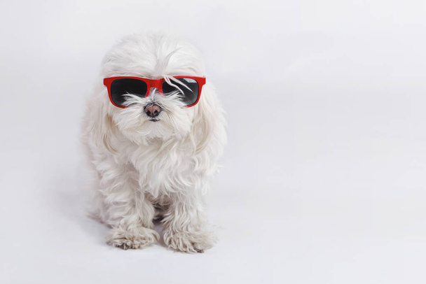 funny dog with sunglasses on white background - Foto, Imagem