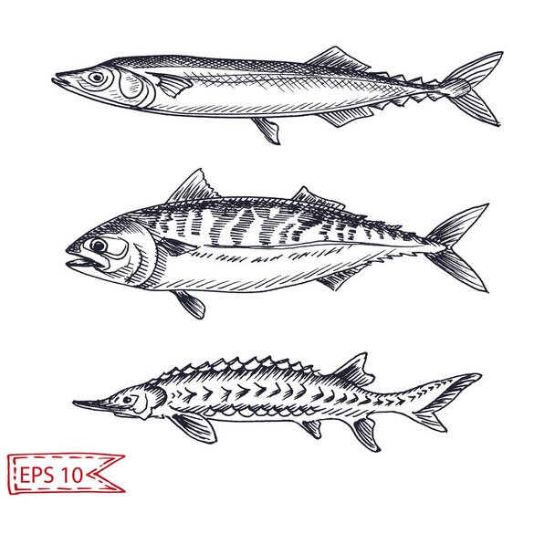 Dibujo monocromo dibujado a mano de pescado
 - Vector, imagen