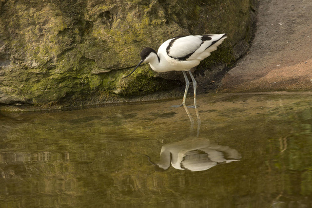 Pied Avocet (Recurvirostra avosetta). - Photo, Image
