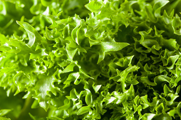 fresh green salad leaf background - Fotoğraf, Görsel