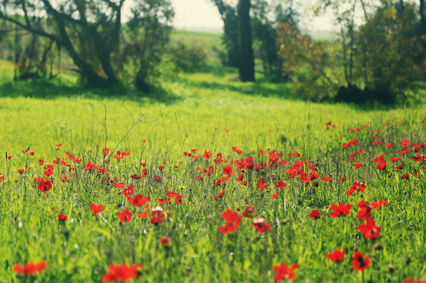 草原の赤いケシの花 - 写真・画像
