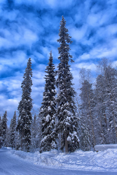 Wonderful wintry landscape. Winter mountain forest - Foto, afbeelding