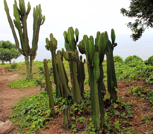 Dans le jardin de cactus
 - Photo, image