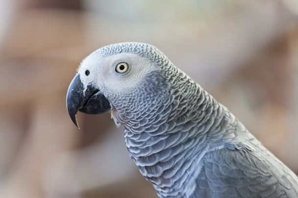 Африканський сірий папуга
 - Фото, зображення