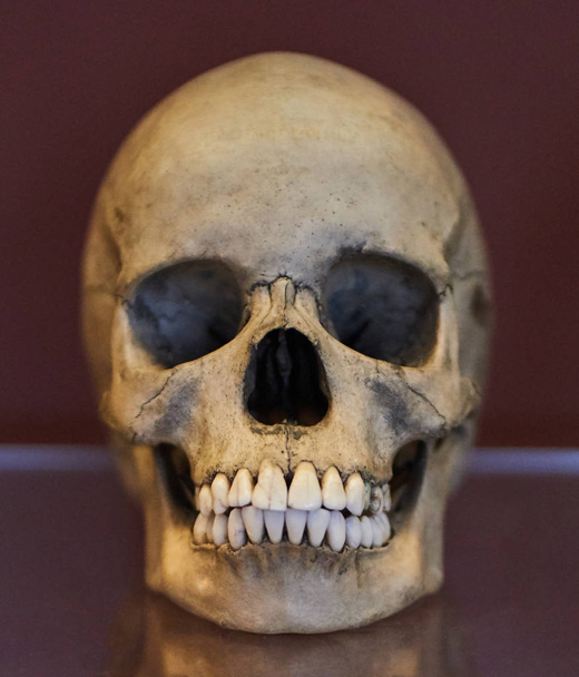 Emberi koponya közel fel o - Fotó, kép